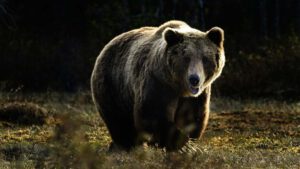 Bär auf Wiese